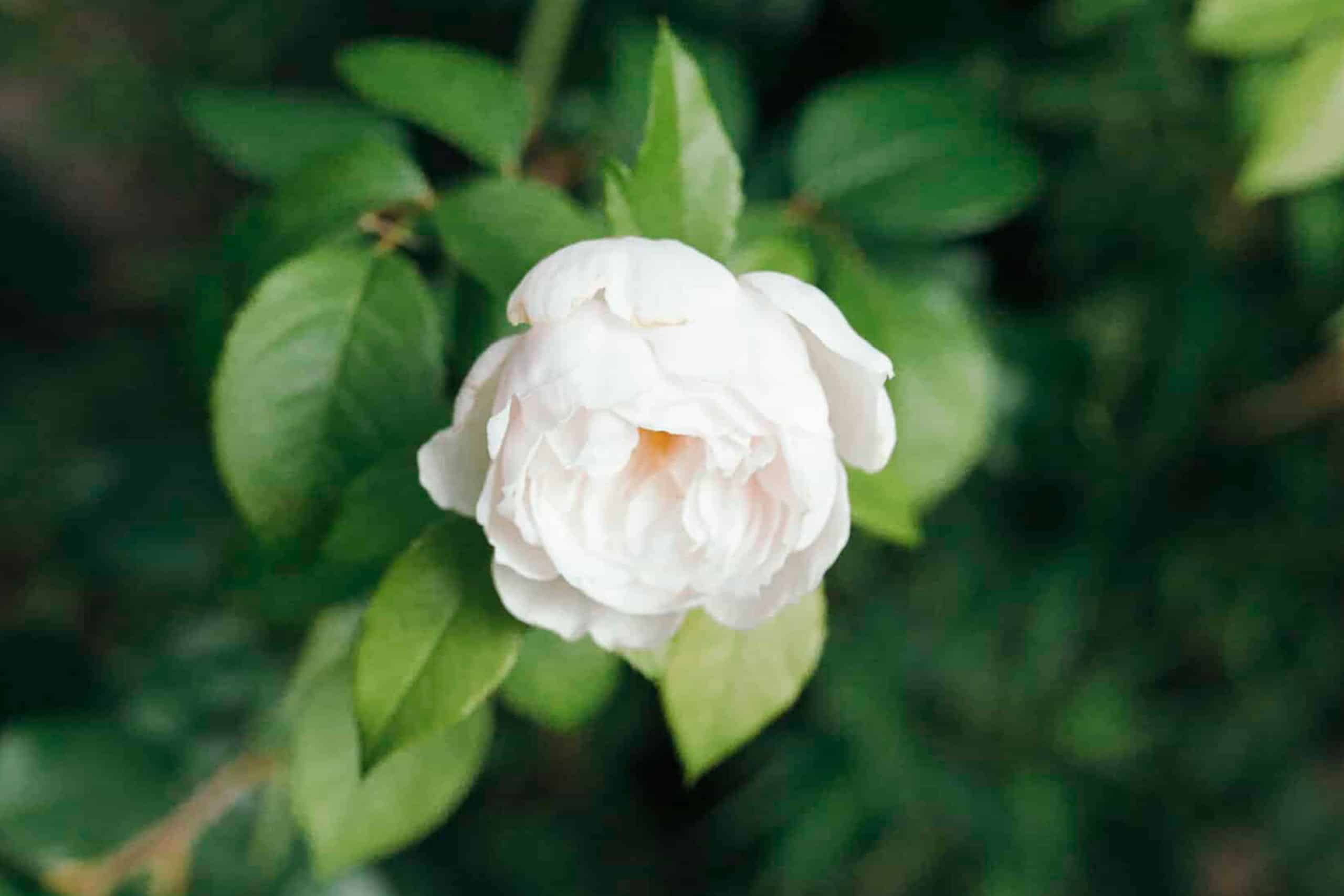 white_roses